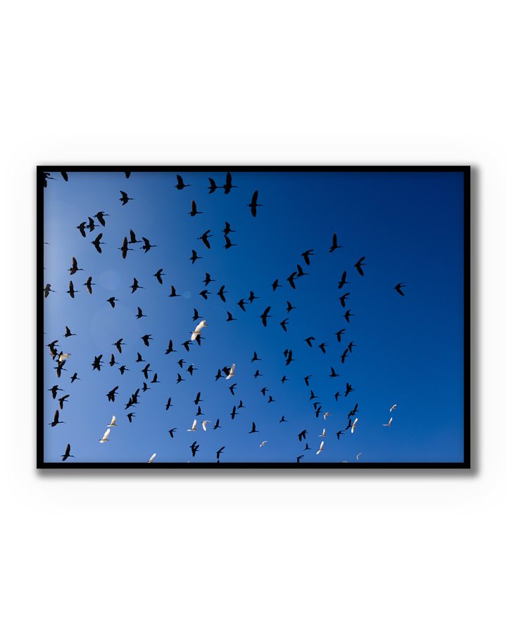 Fotografía de una bandada de pájaros volando en el cielo azul, imagen dinámica y luminosa de BORRO.
