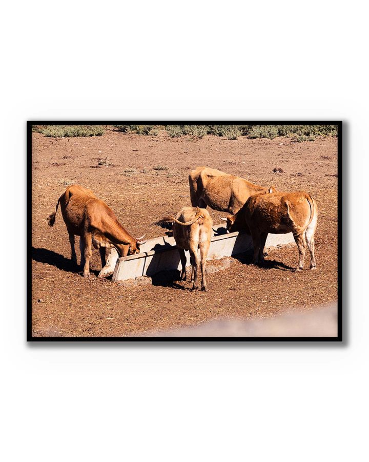 Fotografía de varias vacas bebiendo agua en un abrevadero bajo la luz del campo, captura natural y cálida.