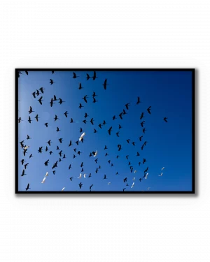 Vuelo Abierto