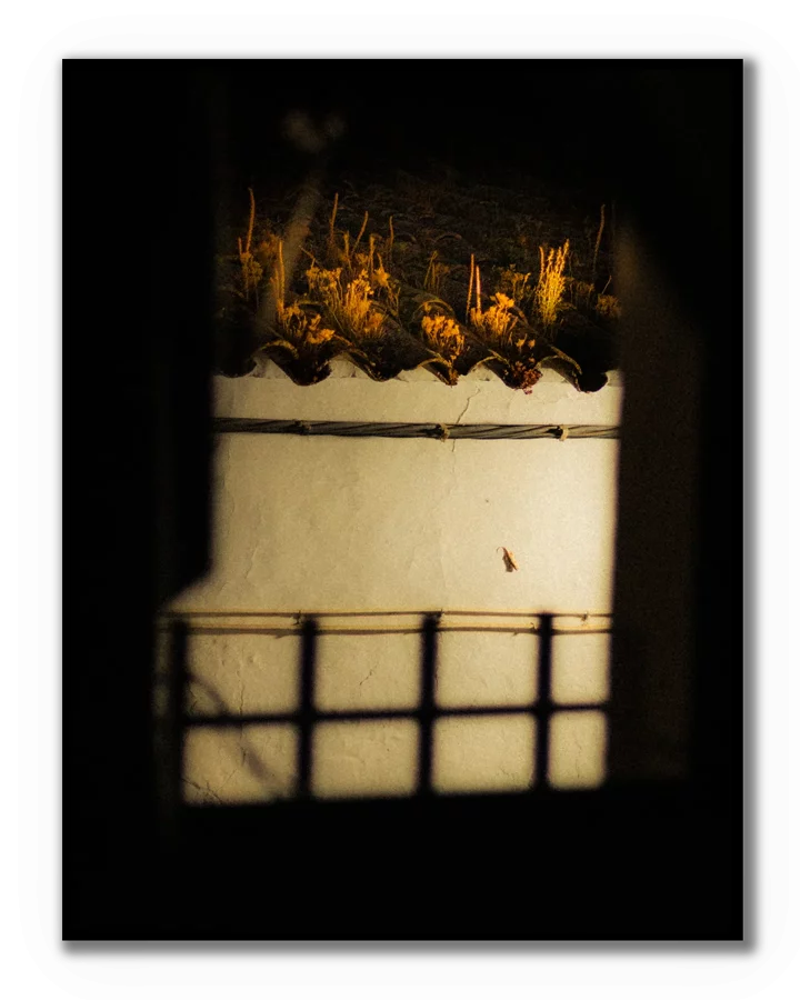 Fotografía nocturna artística de un tejado iluminado con vegetación y una pequeña salamanquesa vista desde una ventana.