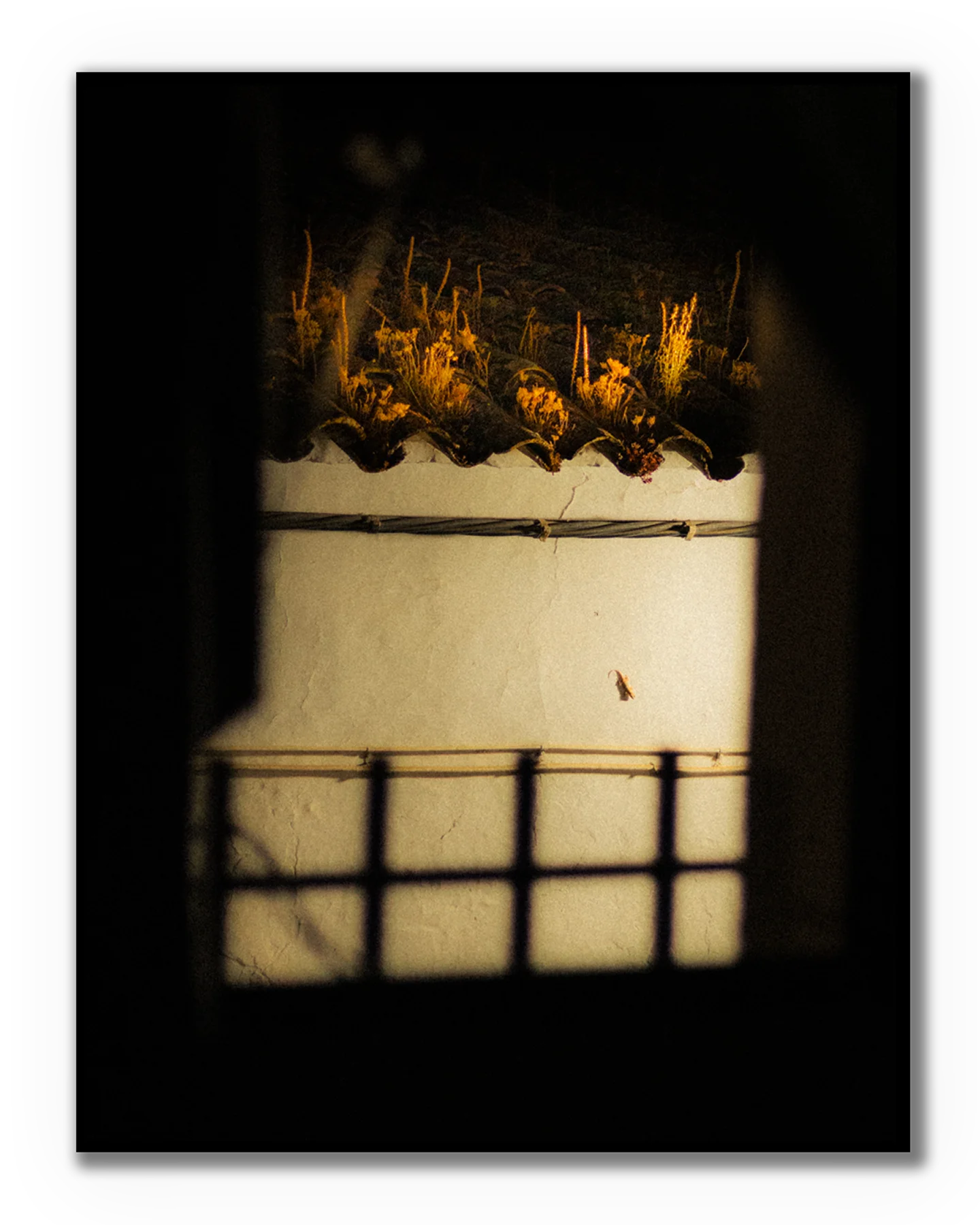 Fotografía nocturna artística de un tejado iluminado con vegetación y una pequeña salamanquesa vista desde una ventana.